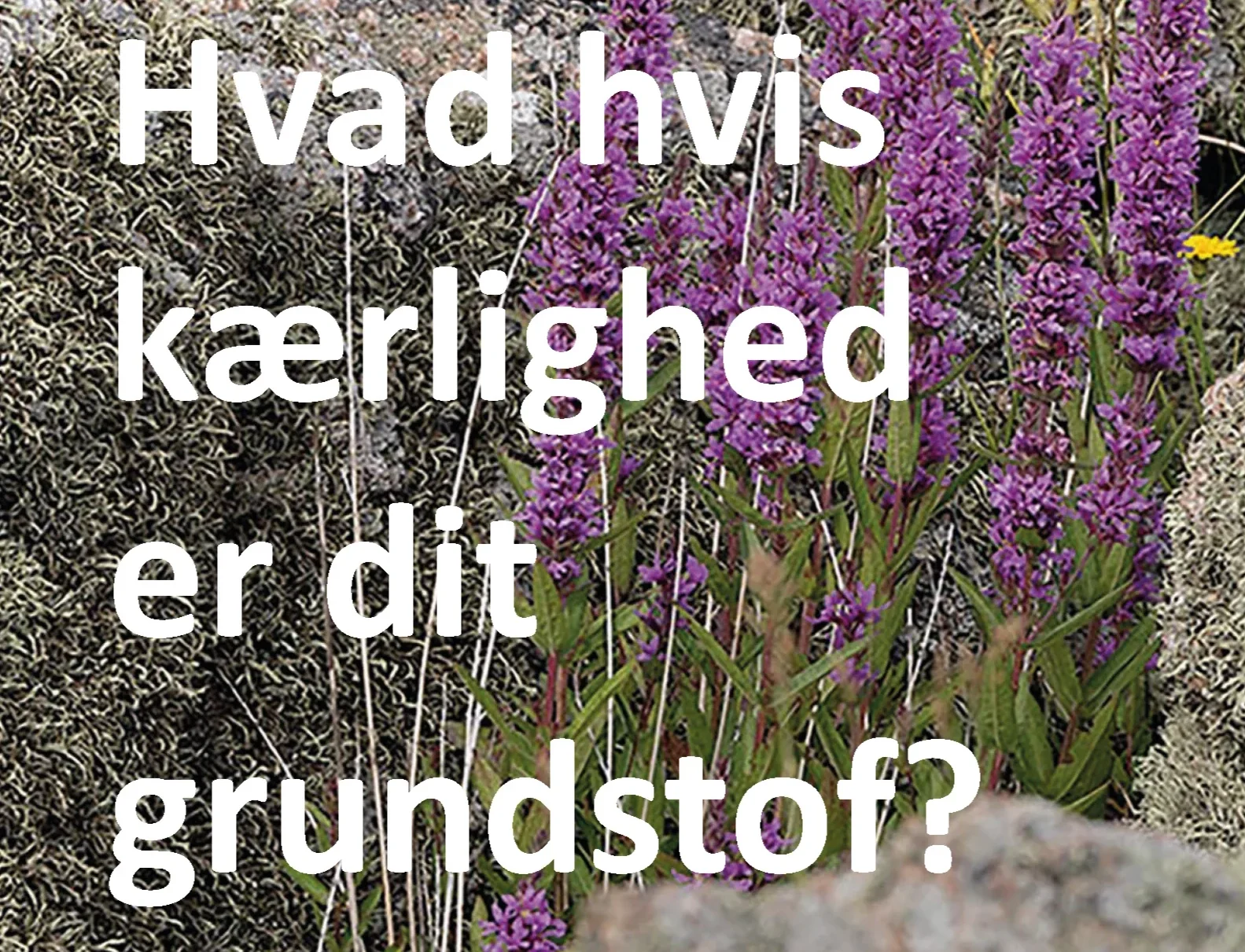 Forside til "Hvad hvis kærlighed er dit grundstof?"